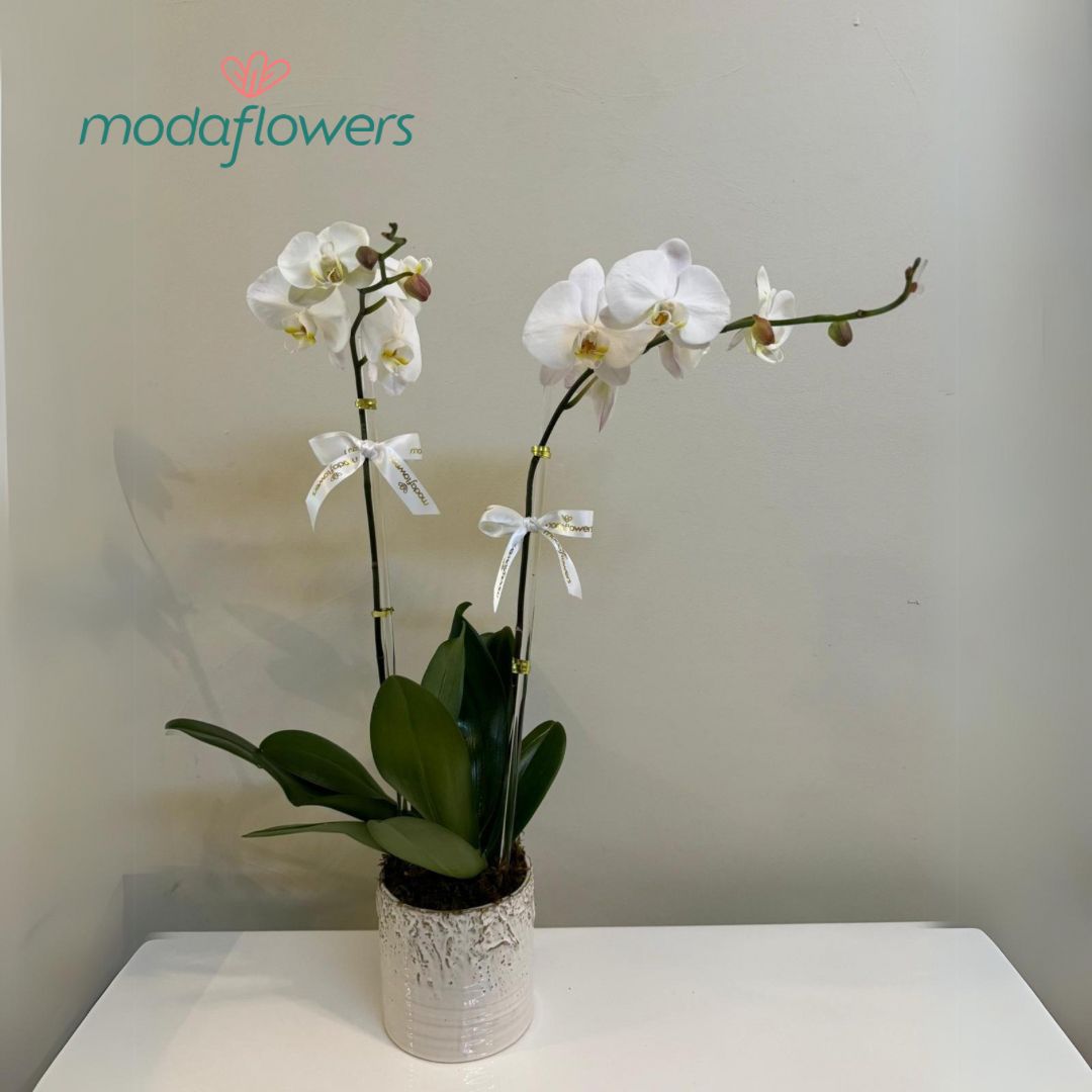 MF CERAMICA 010 - Enchanted Orchid